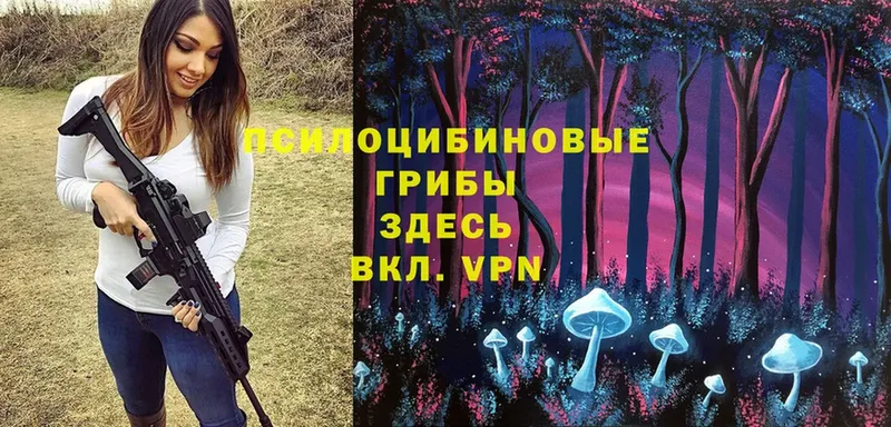 Псилоцибиновые грибы Psilocybine cubensis  Луга 